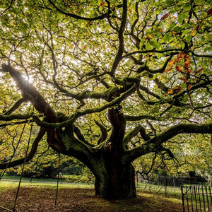 Allerton Oak - A symbol of hope & remembrance